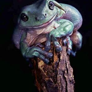 Australian LumpyTree Frog Australian LumpyTree Frog