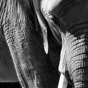 Elephant Elephant