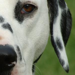 Dalmatian Dalmatian