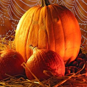 Happy Thanksgiving Happy Thanksgiving