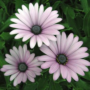 Three Daisies Three Daisies