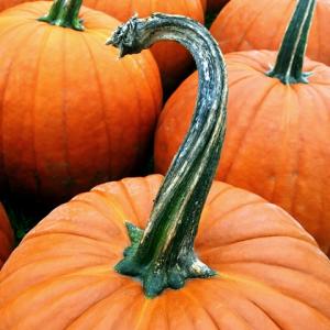 Pumpkin Stem Pumpkin Stem