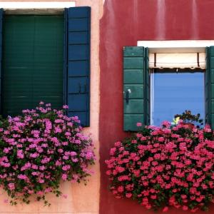 Windows Windows