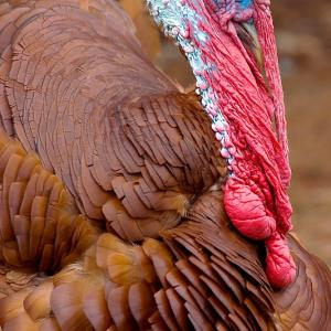 Thanksgiving Turkey? Thanksgiving Turkey?