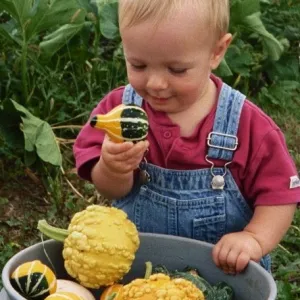First Harvest First Harvest