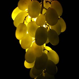 Grapes Grapes
