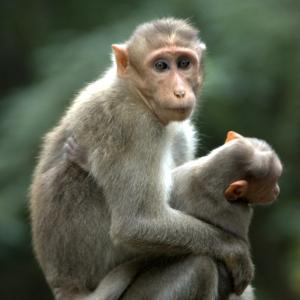 Not Extinct Not Extinct