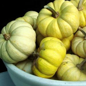 Pumpkins in a Bowl Pumpkins in a Bowl