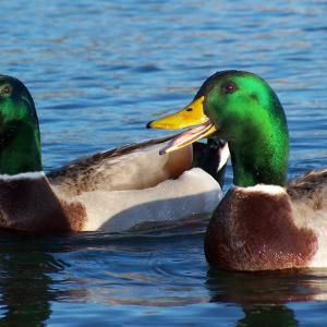 You Quack Me Up! You Quack Me Up!