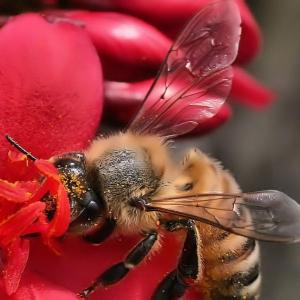 Pollen Covered Pollen Covered