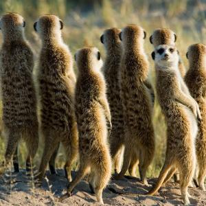 Botswana Meerkats Botswana Meerkats