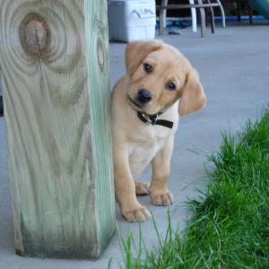 Puppy Love Puppy Love