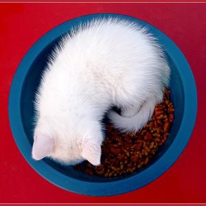 Yin Yang Yin Yang