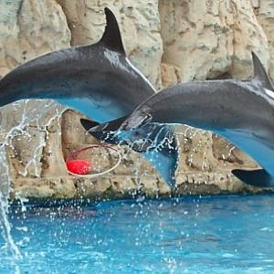 Dolphins Dolphins