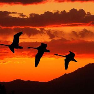 The Evening Flight The Evening Flight