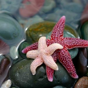 Starfish Starfish