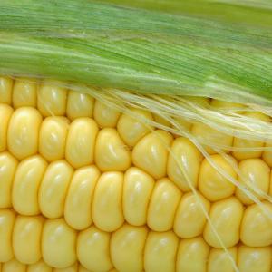 Corn on the Cob Corn on the Cob