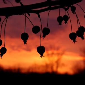 Crabapple Silhouettes Crabapple Silhouettes