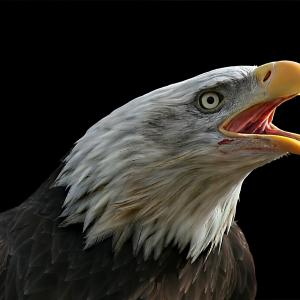 Screaming Eagle Screaming Eagle