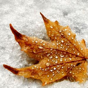 Fall Into Winter Fall Into Winter