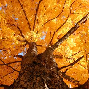 Majestic Fall Majestic Fall