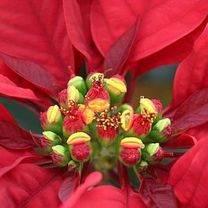 Poinsettia Heart Poinsettia Heart