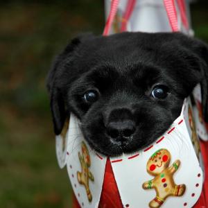 Puppy to go Puppy to go