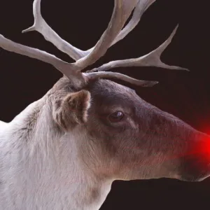 Rudolph Rudolph