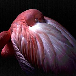 Flamingo Flamingo
