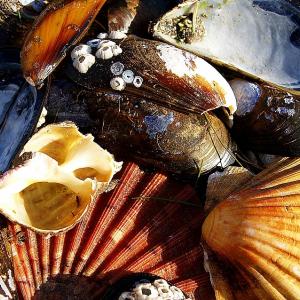 Shell Collection Shell Collection