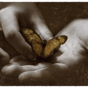 The Butterfly Effect The Butterfly Effect
