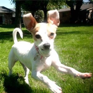 My Dog Peanut My Dog Peanut