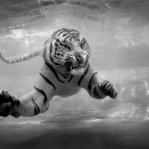 Underwater Danger Underwater Danger