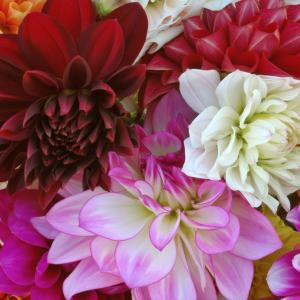 Dahlia Collection Dahlia Collection
