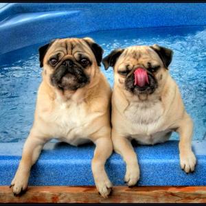 Hot Tub Pugs Hot Tub Pugs