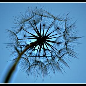 Dandelion Dandelion