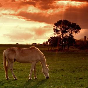 Hungry Horse Hungry Horse