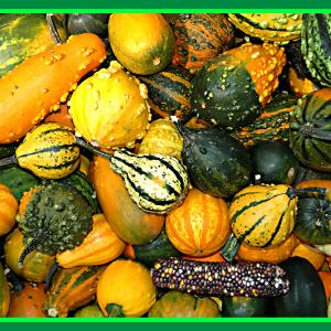 Gourds Gourds