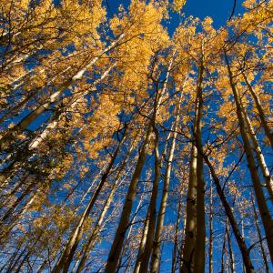 Vertical Gold Vertical Gold