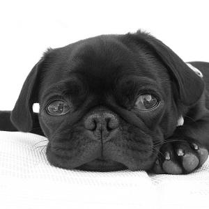 Sleepy Pug Sleepy Pug