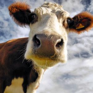 The Curious Cow The Curious Cow
