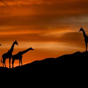 Journey of the Giraffe Journey of the Giraffe