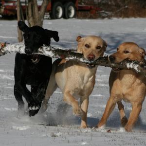 My Dogs My Dogs