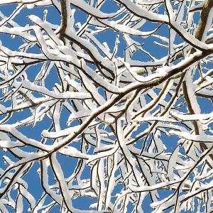 Snow on Bare Branches Snow on Bare Branches