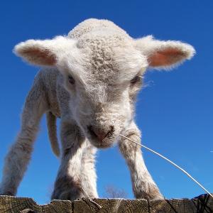 Spring Lamb Spring Lamb