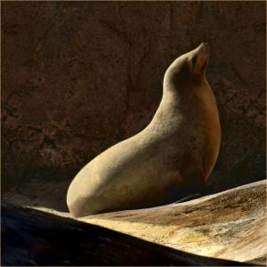 Basking Basking