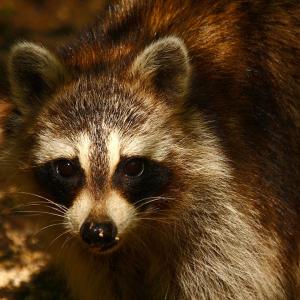 Raccoon Raccoon