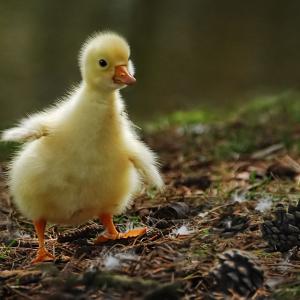 Waddle Waddle