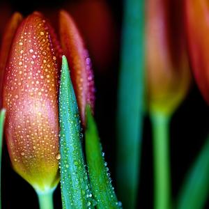 Water Tulip Water Tulip