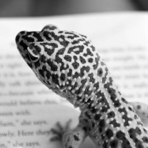 Book Lizard Book Lizard